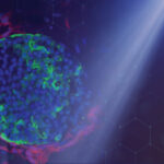 spotlight-on-organoids