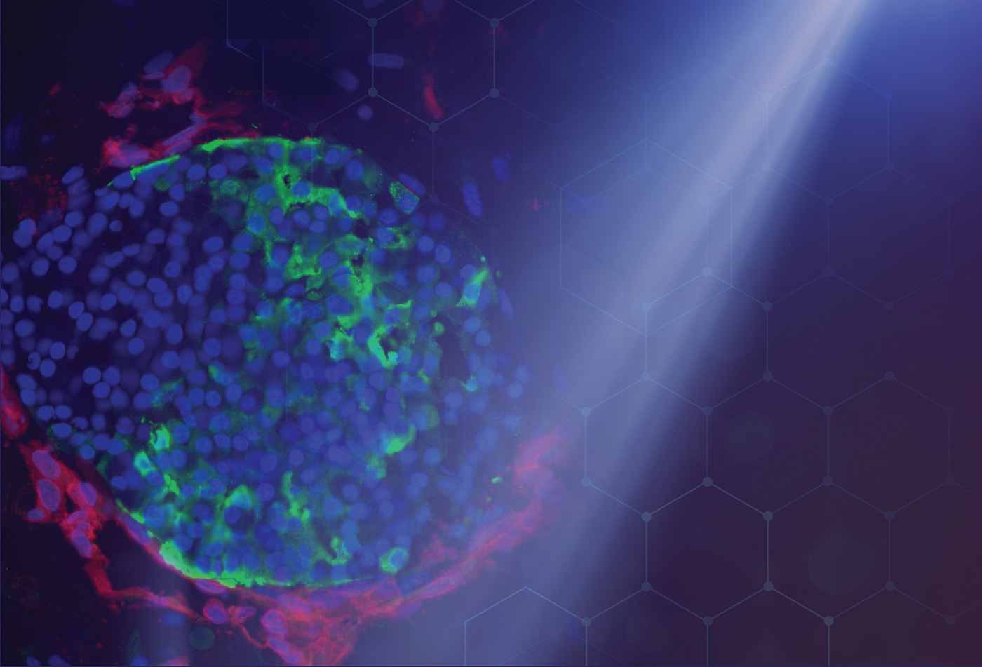 spotlight-on-organoids