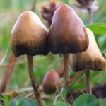 compass-guides-psychedelic-therapy-to-2nd-pivotal-depression-win,-triggering-approval-push