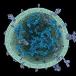 turning-microalgae-derived-extracellular-vesicles-into-a-next-generation-drug-delivery-platform