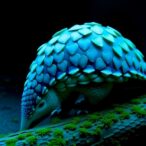 seizure-samples-uncover-complex-evolution-in-pangolins