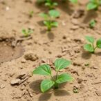 study-finds-organic-soil-amendments-enhance-water-retention-in-sandy-soils