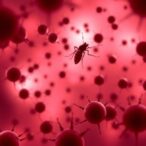 lower-cyclin-d3-in-red-cells-resists-malaria