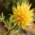 protein-power:-how-an-aussie-desert-plant-could-revolutionize-nutrition