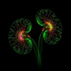 hif-drives-epas1-regulation-in-kidney-cancer