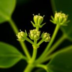 ipk-research-team-pioneers-novel-technique-to-investigate-female-meiosis-in-arabidopsis