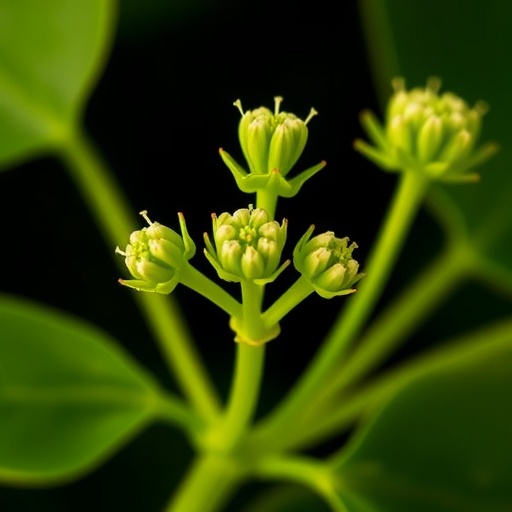 ipk-research-team-pioneers-novel-technique-to-investigate-female-meiosis-in-arabidopsis