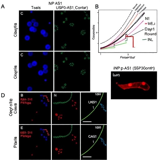usp30-as1:-a-dual-localized-lncrna-fueling-breast-cancer-growth-by-coordinating-p21-suppression
