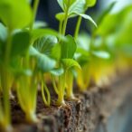 researchers-uncover-signalling-pathway-behind-nitrate-stimulated-root-growth