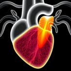 magnetoelastic-grafts-detect-stenosis-via-blood-flow