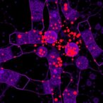 trimodal-single-cell-profiling-of-complex-tissues
