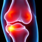 small-heterodimer-partner-shields-cartilage-from-osteoarthritis