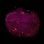 assessing-myelin-formation-and-therapeutic-response-using-3d-organoids