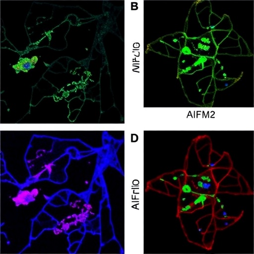 pdha1-boosts-ferroptosis-resistance-via-aifm2-upregulation
