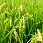 new-rice-gene-overcomes-yield-quality-trade-off,-boosting-both-traits
