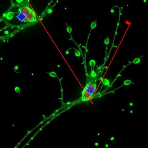 assessing-biological-activity-using-biospeckle-laser-imaging
