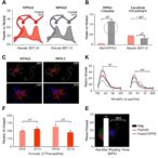 kinase-inactive-ripk3-model-unveils-scaffold-role-in-inflammation