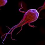 testis-specific-e3-ligase-controls-sperm-formation,-fertility