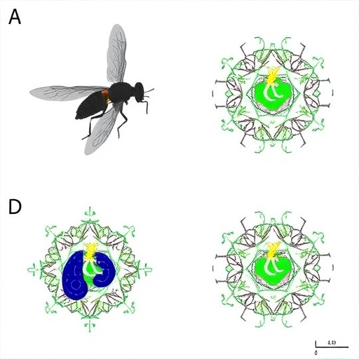 creb-drives-age-related-gut-decline-in-drosophila