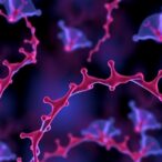 new-study-reveals-mitochondrial-circular-rnas-linked-to-aging