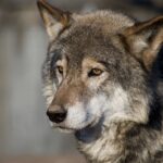 werewolf-weighs-sale-or-merger-as-cash-reserves-whimper