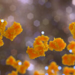 strategies-for-addressing-resistance-and-off-target-toxicity-in-antibody-drug-conjugates