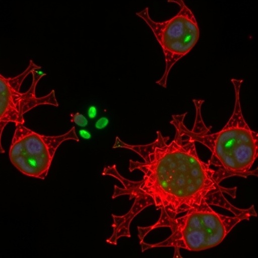 axin1-protects-cone-cells-by-inhibiting-gsk3β