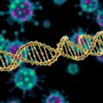 new-cellular-mechanism-uncovered:-how-immune-cells-harvest-nuclear-dna-from-dying-cells