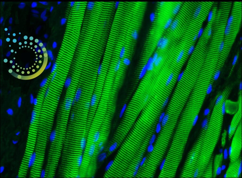 bridging-the-translation-gap-for-regenerative-tissues