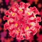 dner-protein-drives-hscr:-multi-omics-reveal-insight