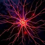 guiding-neurons-along-the-right-path