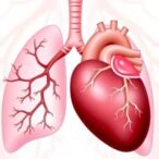 unexpected-factor-behind-chronic-rejection-in-lung-and-heart-transplants-uncovered