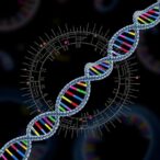 ires–cargo-dynamics-shape-circular-rna-translation