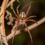 study-finds-brown-recluse-spiders-rare-and-unlikely-to-bite-in-florida