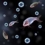 study-reveals-nanoplastics’-impact-on-salmonella-and-food-safety