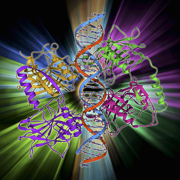 mutant-p53-selective-reactivation-demonstrated-in-advanced-solid-tumors
