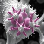 chiral-peptidoglycan-mimics-disrupt-bacterial-wall-formation