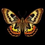 scientists-explore-what-we-know—and-what-remains-unknown—about-moths-and-butterflies