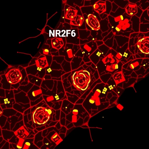 nr2f6-deletion-boosts-car-t,-sparks-tumor-immunity