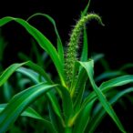 rewiring-e3-ligase-boosts-maize-resilience