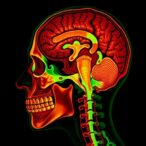 botulinum-toxin-causes-masseter-atrophy-via-autophagy-impairment