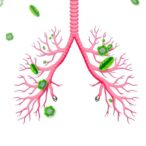 bcl-2-in-fibroblasts-drives-reversible-lung-fibrosis