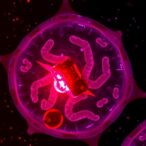 sod1-lactylation-impairs-enzyme,-worsens-disc-degeneration