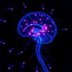 microglial-cr3-pruning-drives-chronic-muscle-pain