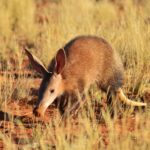 aardvark-pauses-phase-3-metabolic-drug-study-over-‘cardiac-observations,’-sinking-sock