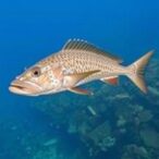 new-tool-offers-hope-for-overfished-gag-grouper-populations-in-the-gulf,-usf-study-finds
