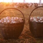 boehringer-axes-mash-deal-with-ose-as-biotech-continues-to-whittle-down-pipeline