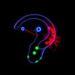 boosted-inner-ear-targeting-of-aav-vectors-achieved-by-peptide-display-on-aav1-capsid