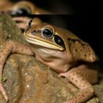 fanged-frog-once-believed-to-be-a-single-species-found-to-be-multiple-distinct-species