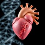 animal-models-reveal-genetics,-anatomy-of-hypoplastic-heart